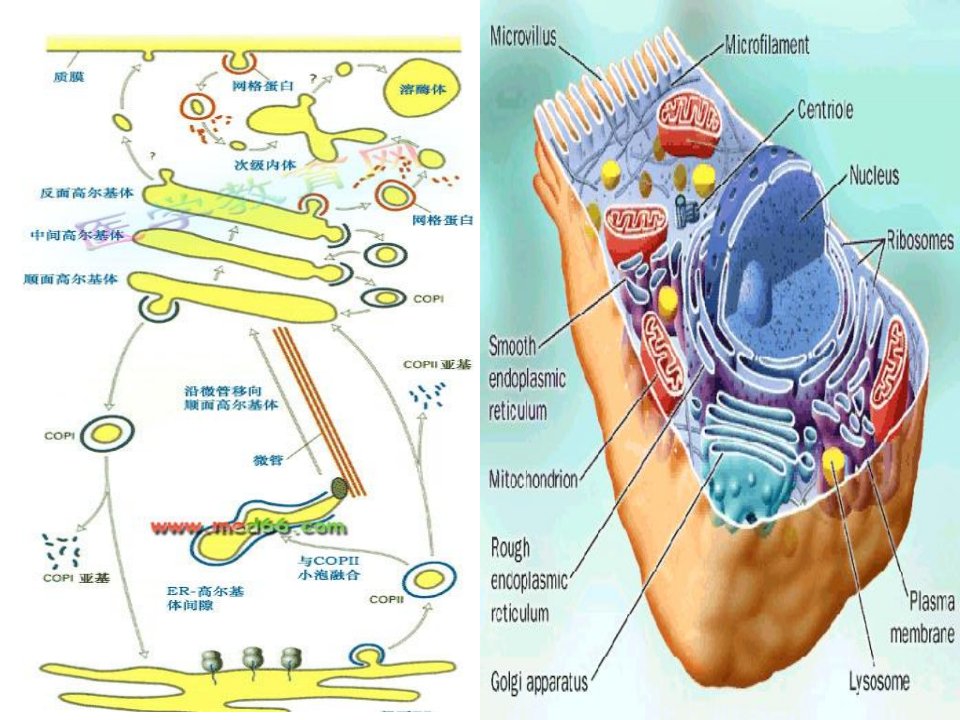 医学细胞生物学细胞器总结