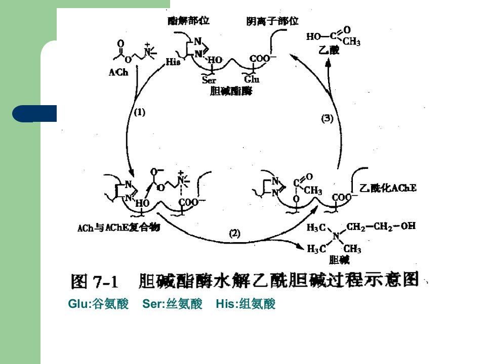 医学专题抗胆碱酯酶