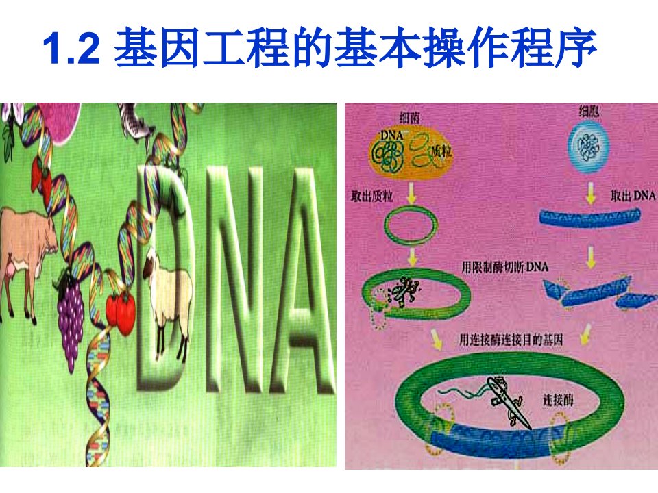 基因工程的基本操作程序公开课