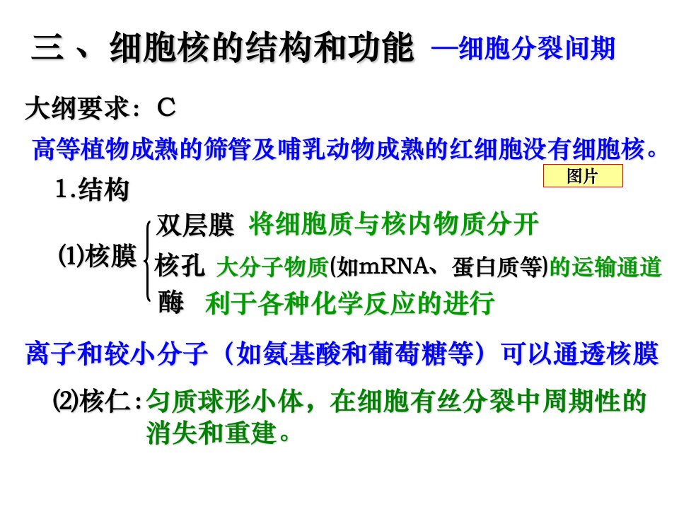 细胞核的结构和功能