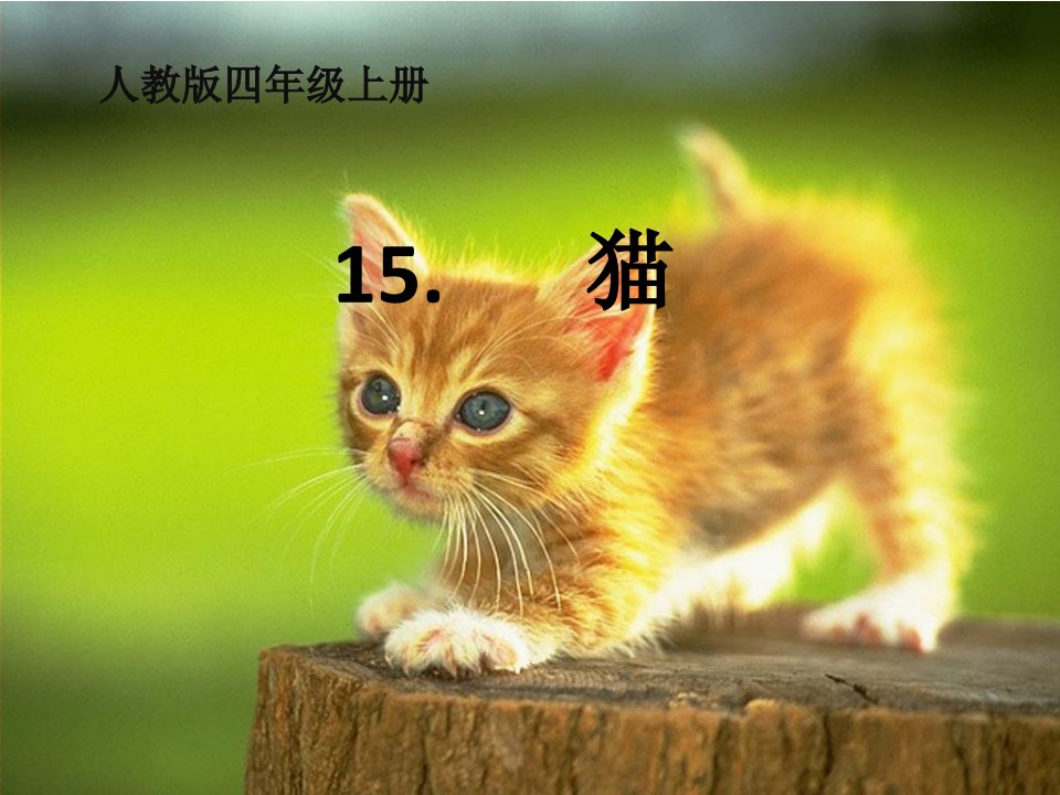 小学语文四年级人教版上册《猫》