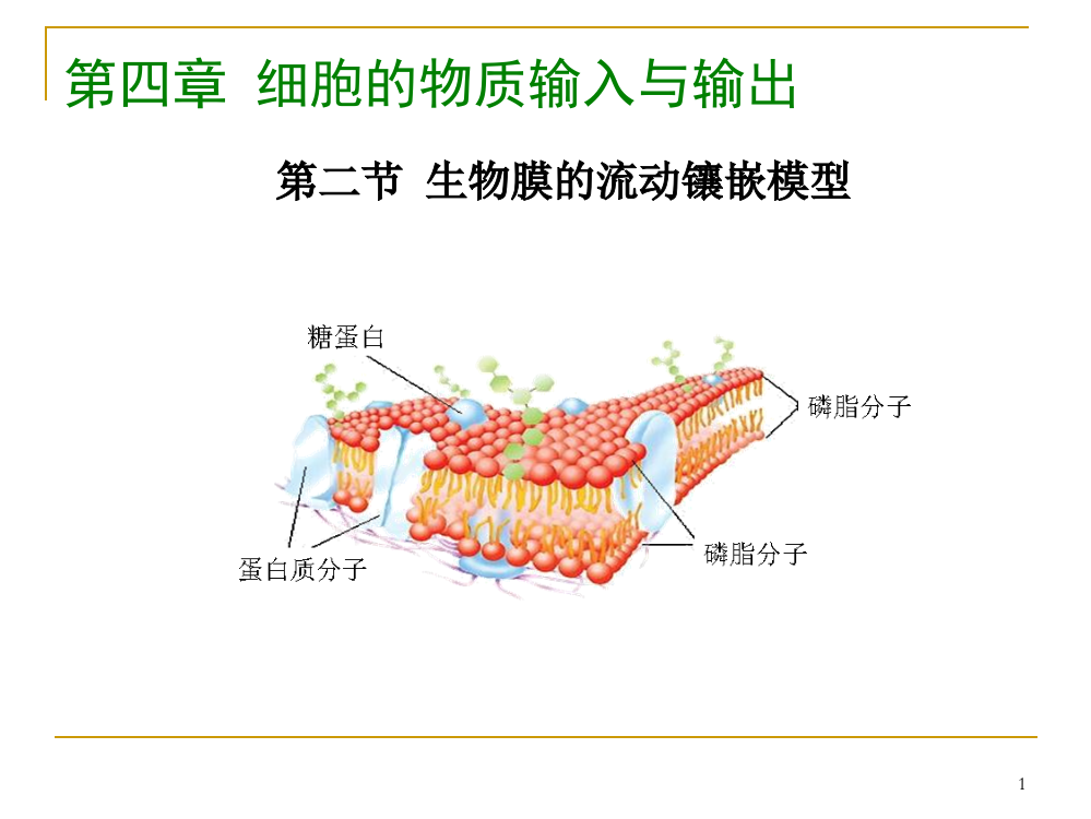 必修一生物膜的流动镶嵌模型课件