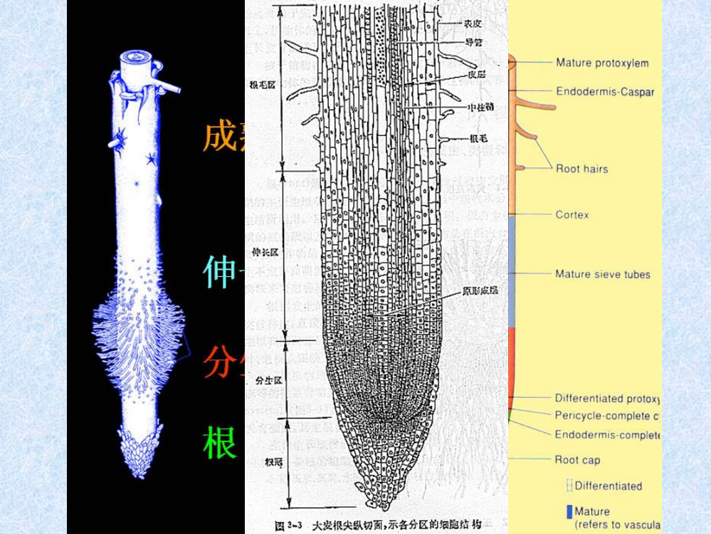 组成细胞的分子--细胞中的元素和化合物