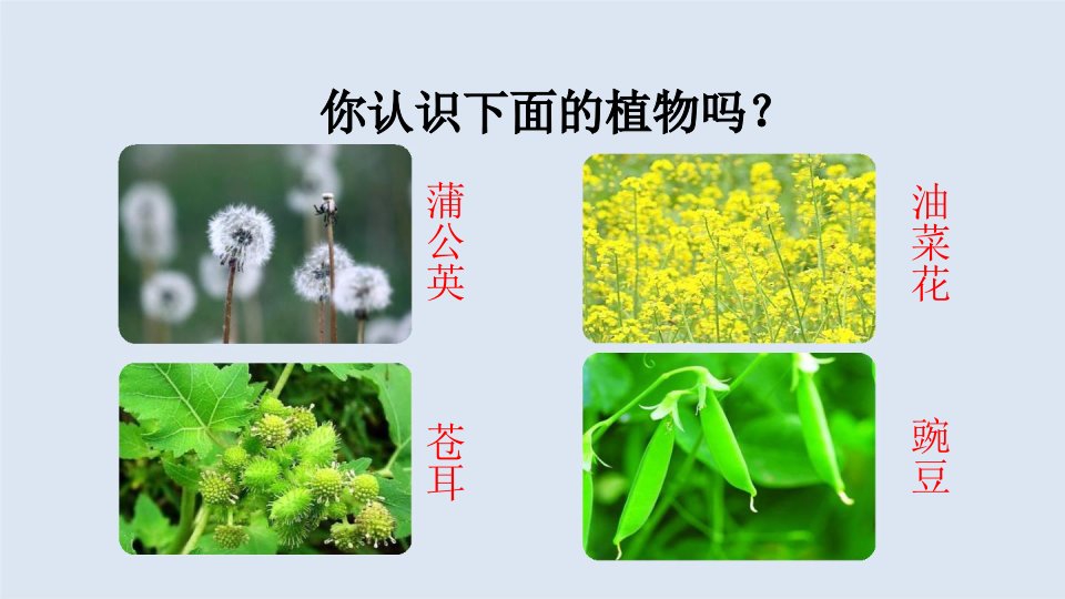 部编版二年级上册第三课植物妈妈有办法ppt课件