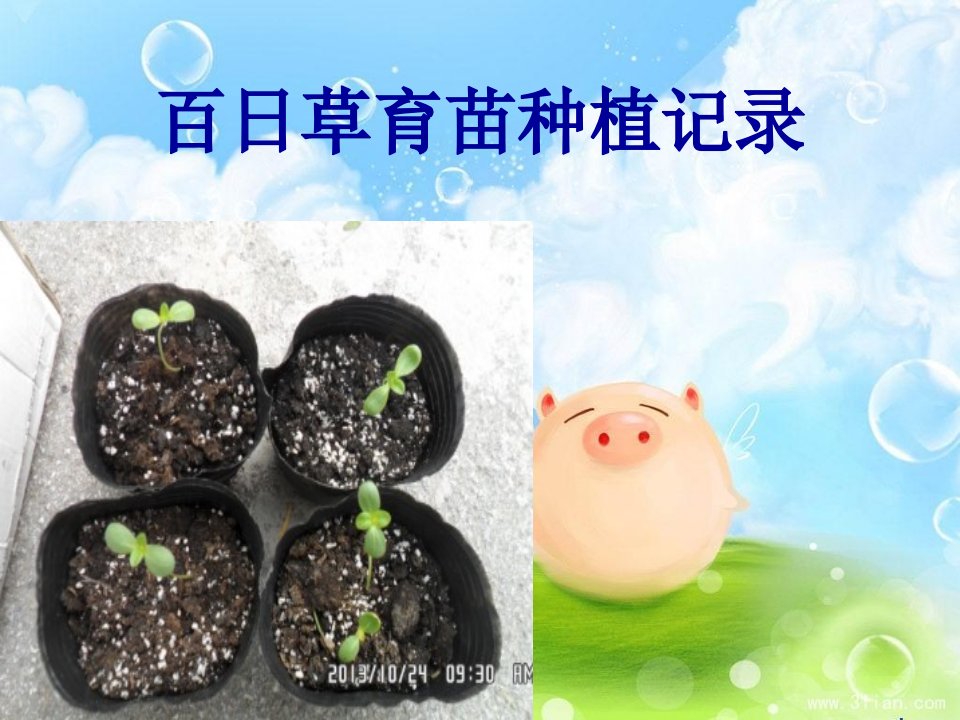 第二组：百日草育苗种植记