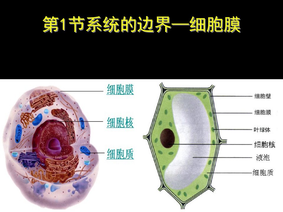 细胞膜公开课版本