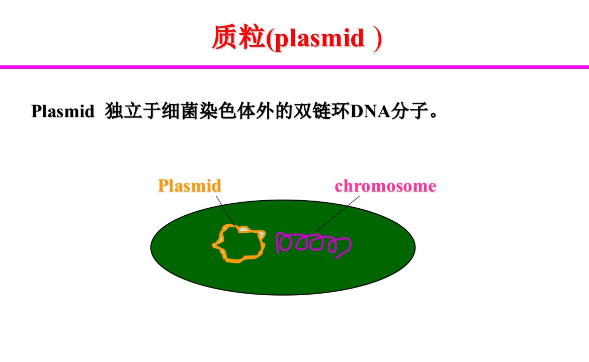 质粒及应用