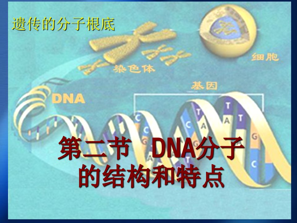 dna分子结构和特点