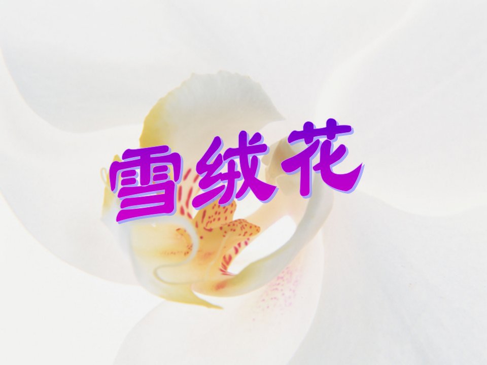 《雪绒花》课件