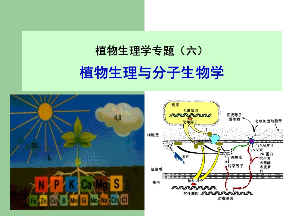 植物生理学专题