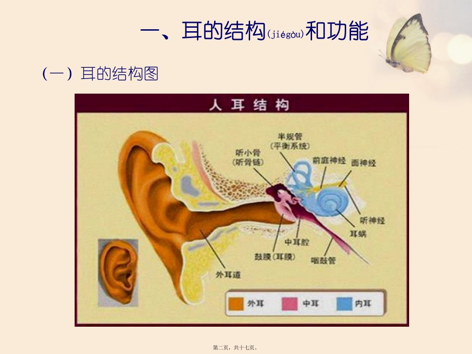 医学专题耳听觉器官