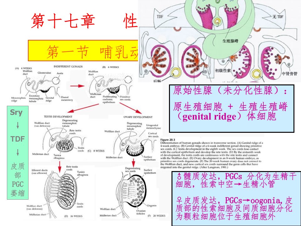 性腺发育和性别决定ppt课件