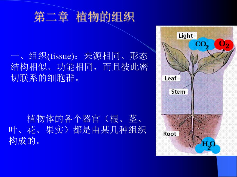 《药用植物学组织》PPT课件