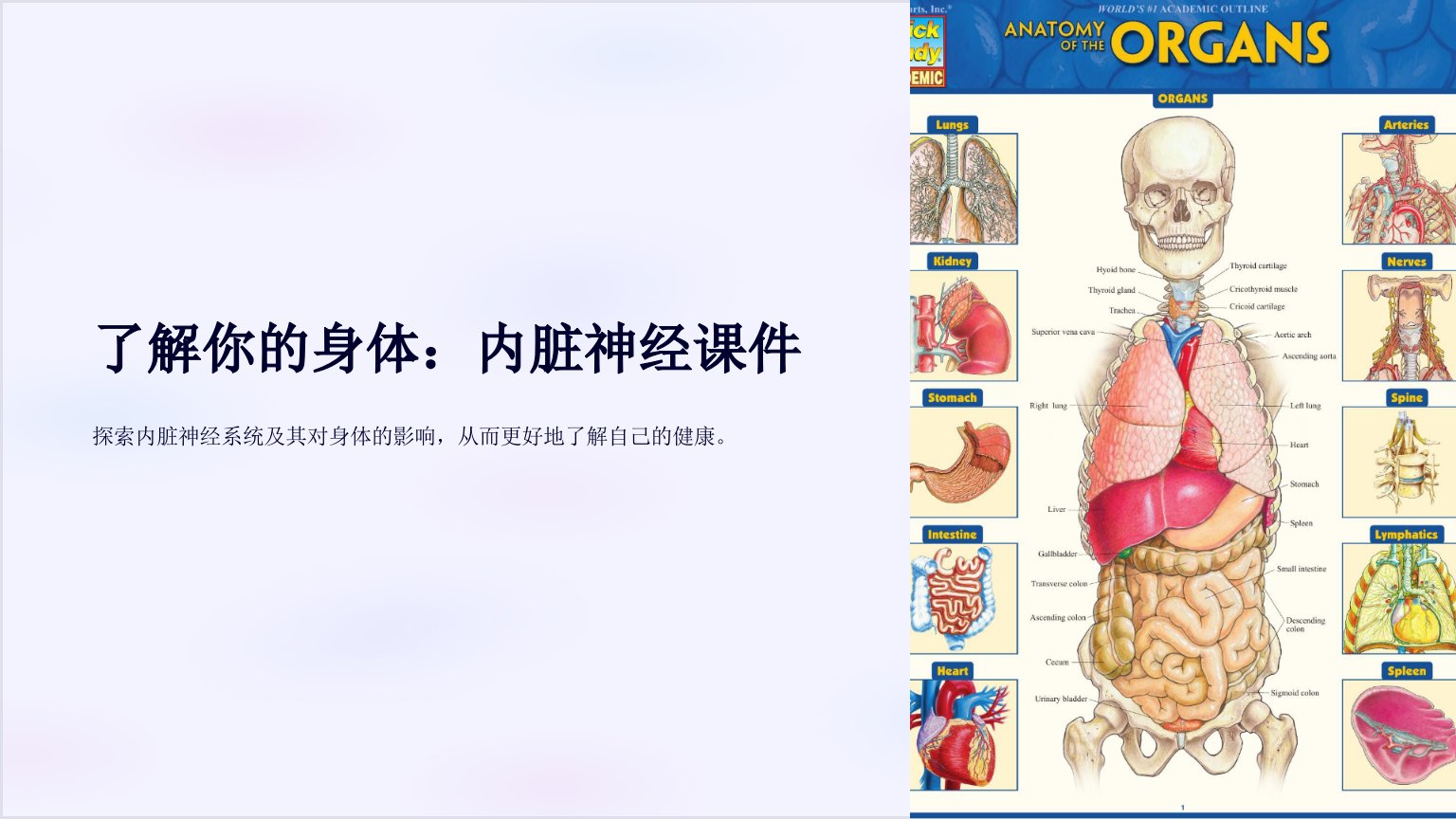 系统解剖-内脏神经课件