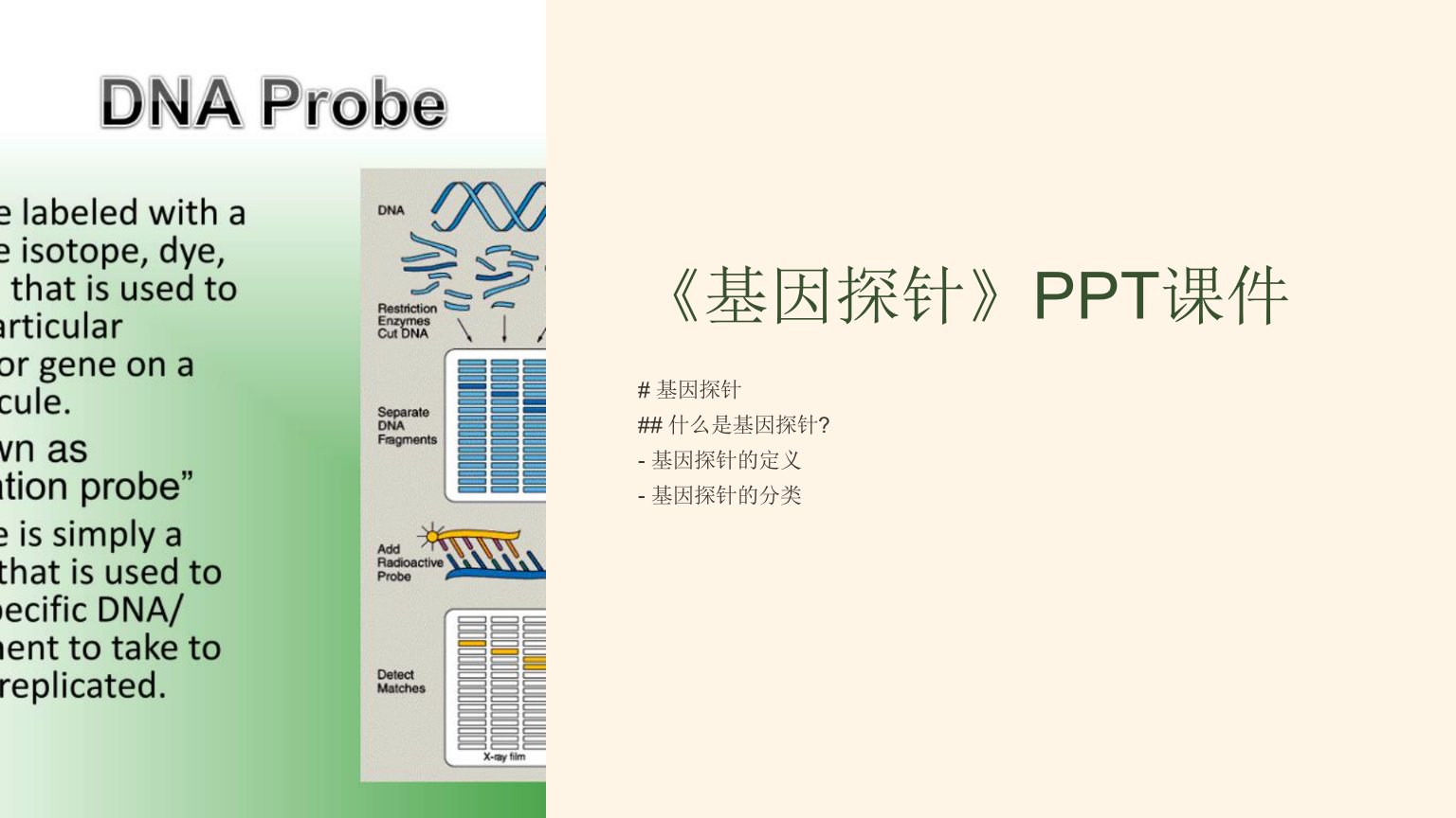 《基因探针》课件