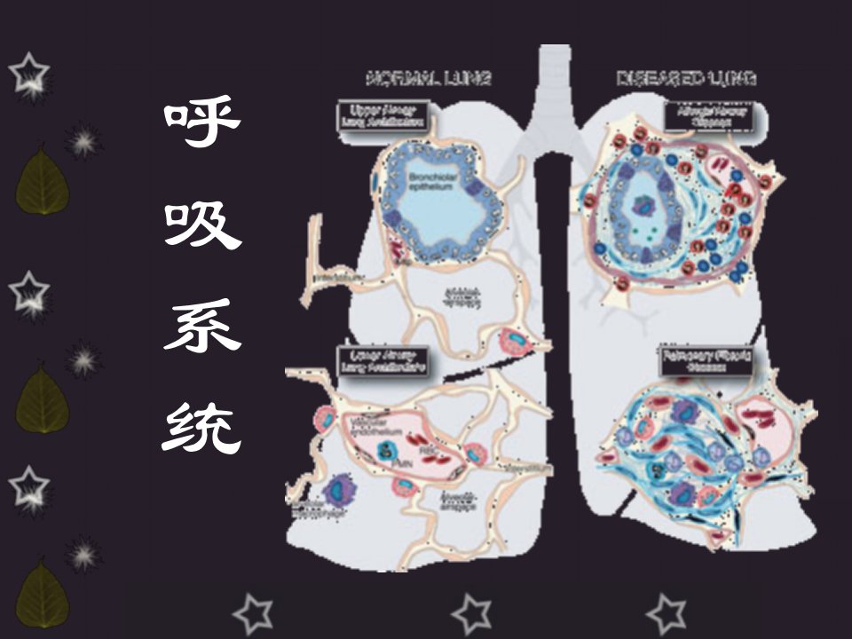 呼吸系统概述与症状