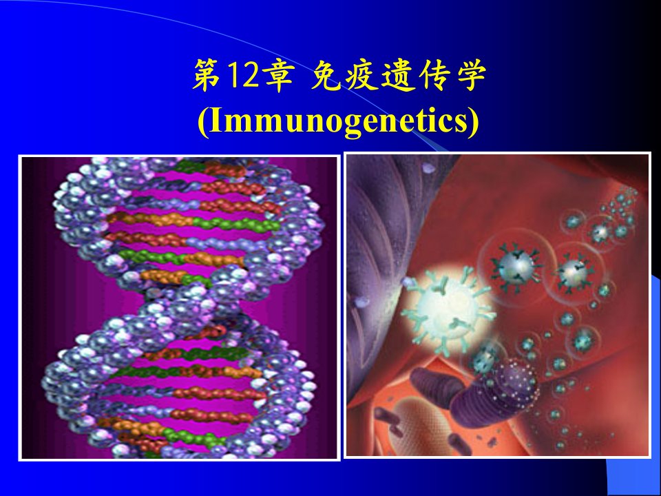医学遗传学免疫遗传学ppt课件