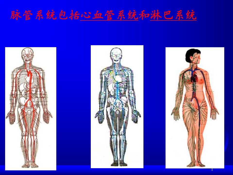 脉管系统总论和心脏