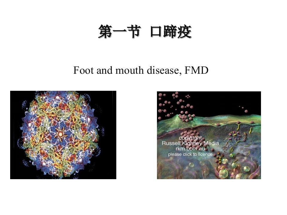 口蹄疫课件-本科兽医传染病学