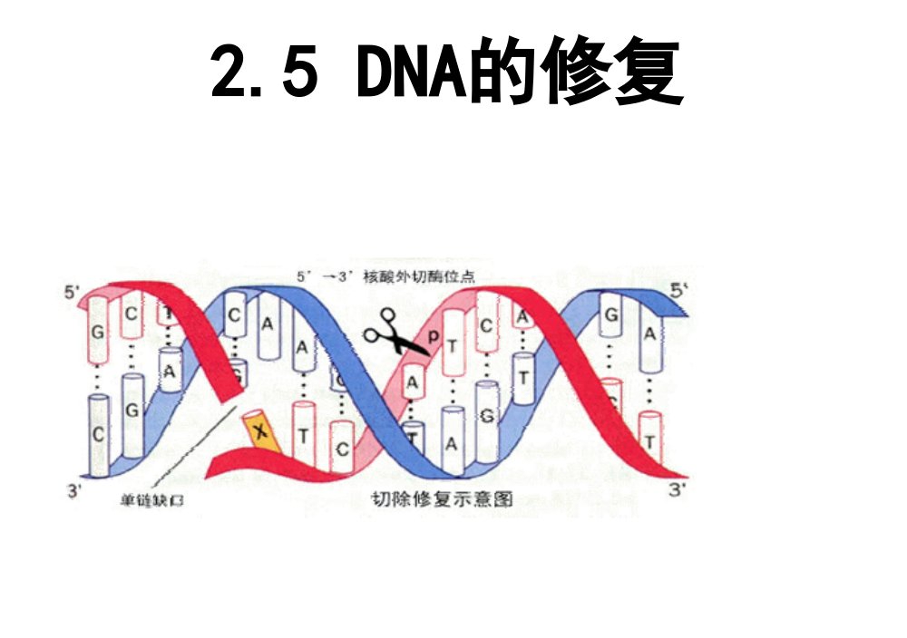 DNA修复Repair刘章锋2009061726