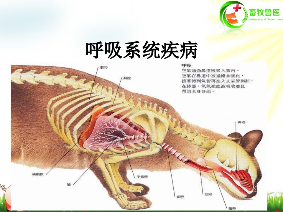 呼吸系统疾病课件