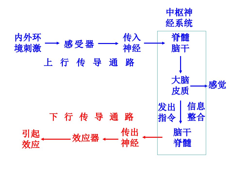 平衡觉传导通路课件