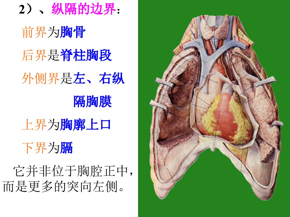 华西解剖学课件纵隔