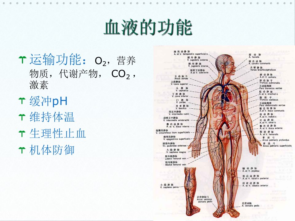 最新影响血液及造血系统的药物PPT课件