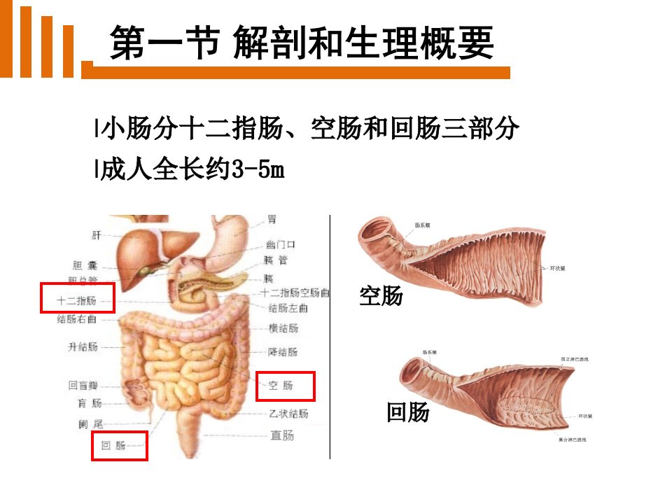 最新外科小肠疾病病人的护理幻灯片