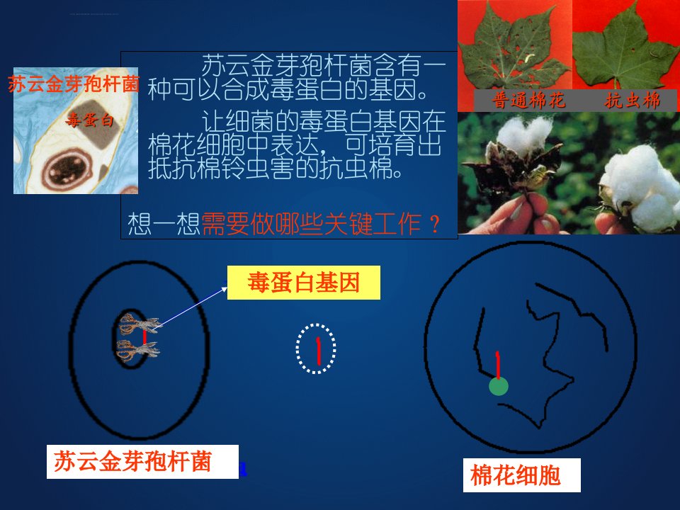 基因工程基本操作程序ppt课件