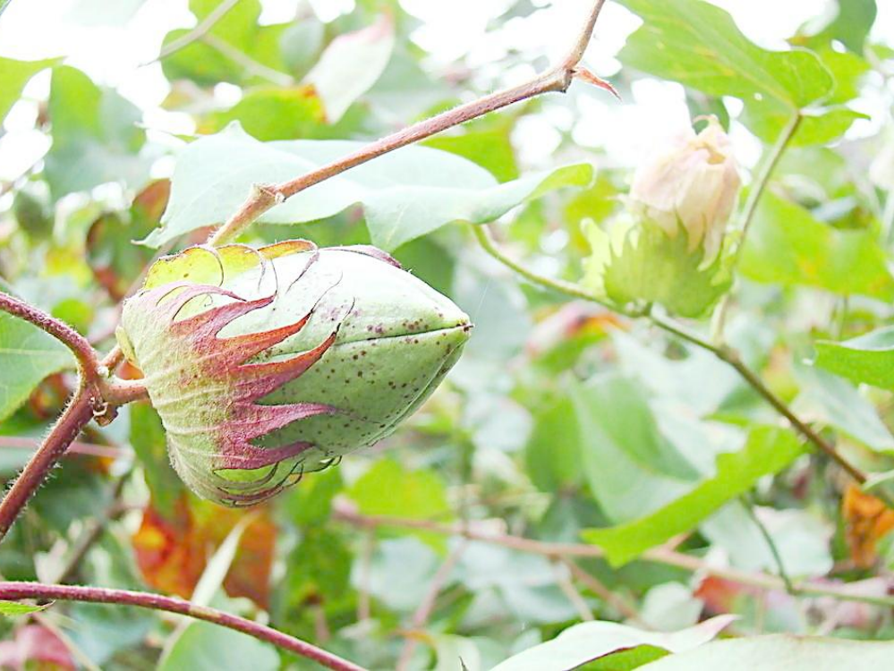 (部编)人教语文一年级下册一年级《棉花姑娘》