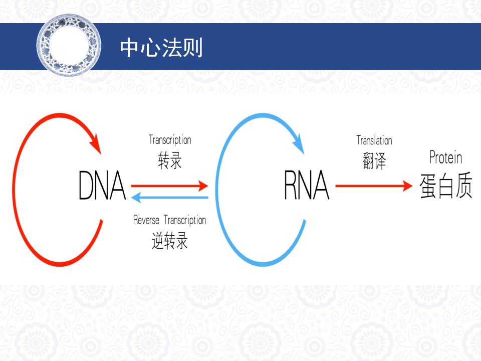 DNA聚合酶在缺口处以另一条链为模板修补合成互补序列