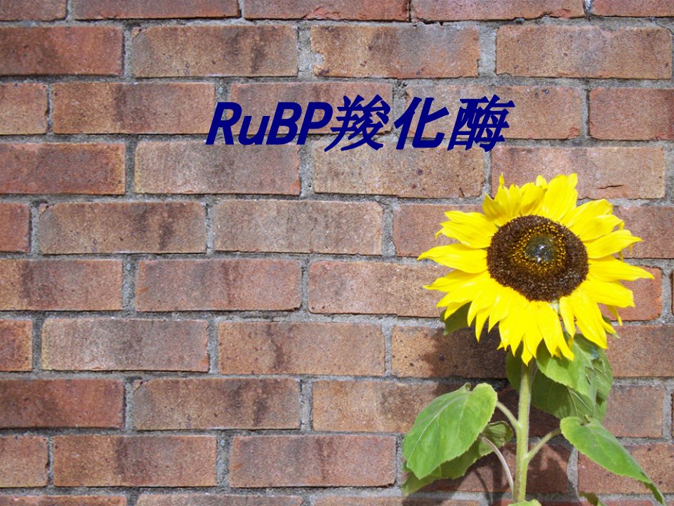 RuBP羧化酶经典课件