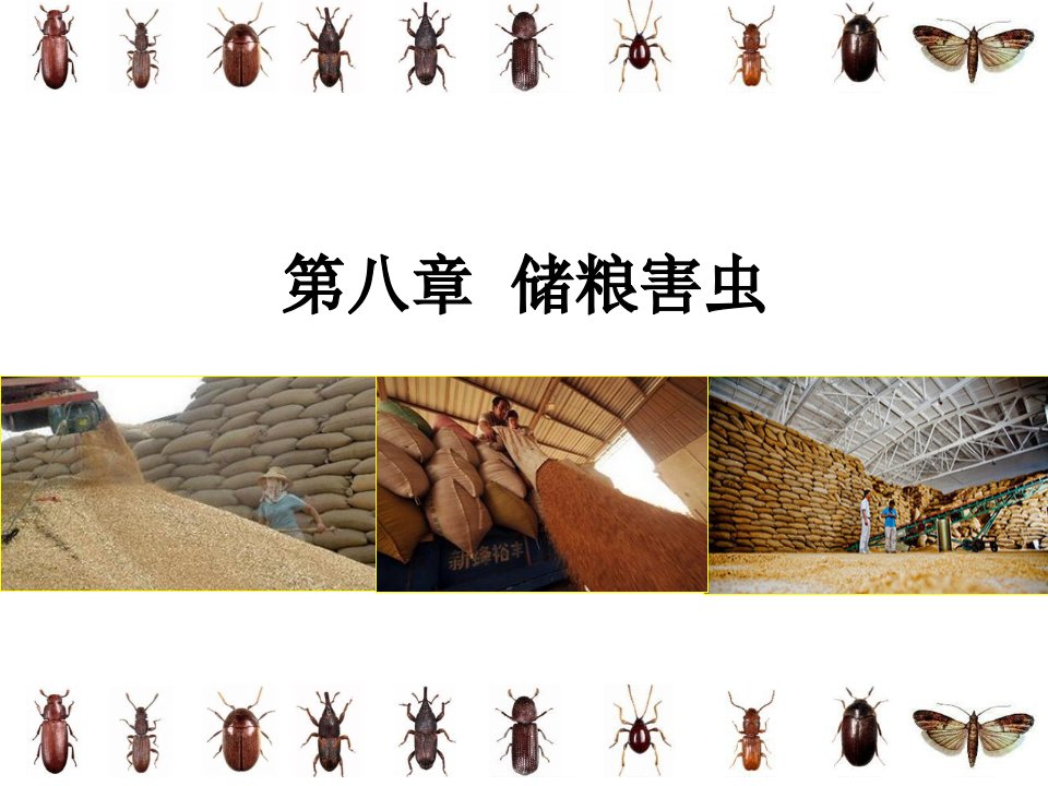 第八章++储粮害虫ppt课件