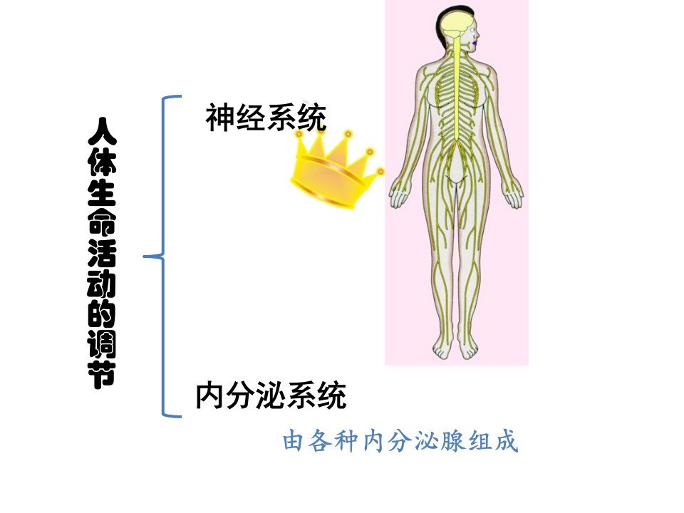 教学课件第一节-人体的激素调节ppt