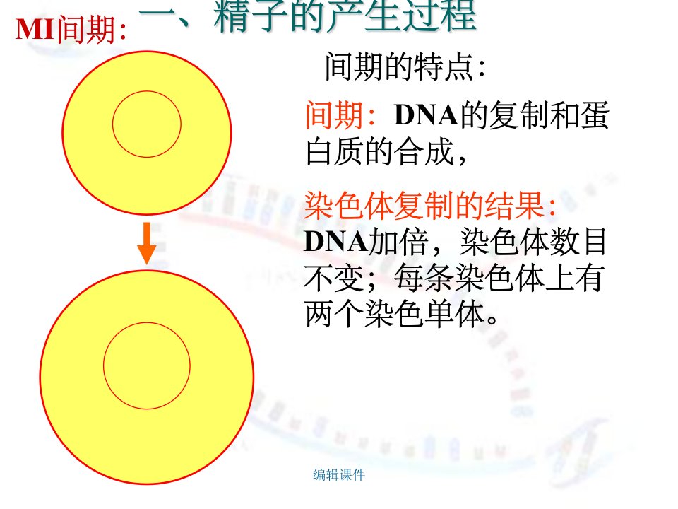 染色体和遗传减数分裂2ZXY