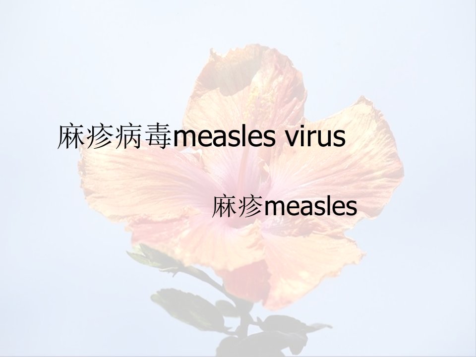 麻疹病毒measlesviru