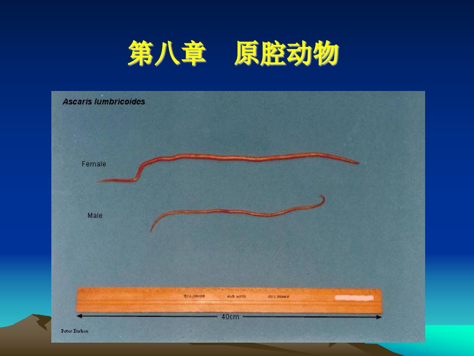 第八原腔动物名师编辑PPT课件