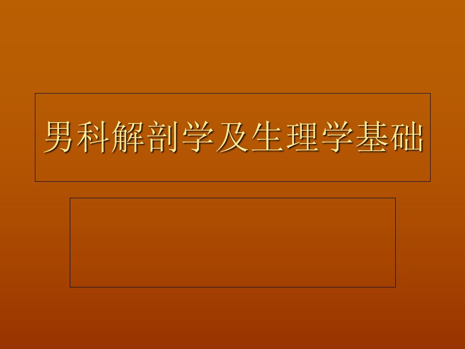 男科解剖学及生理学基础