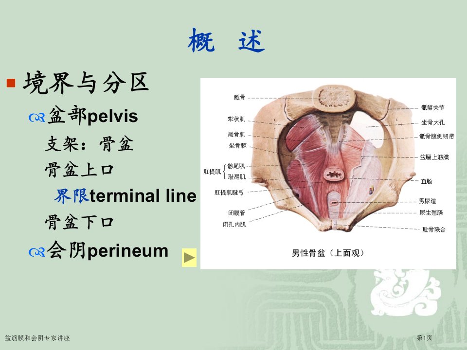 盆筋膜和会阴课件PPT