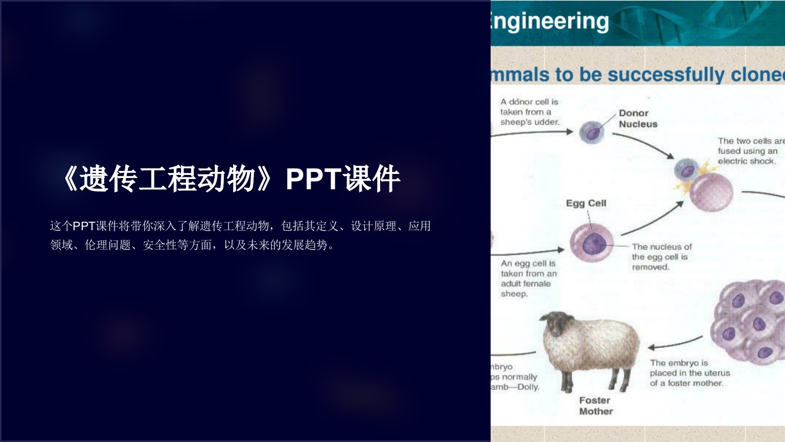 《遗传工程动物》课件