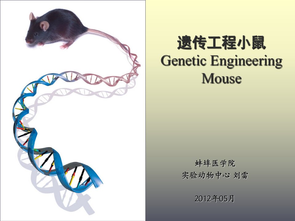 遗传工程小鼠PPT课件