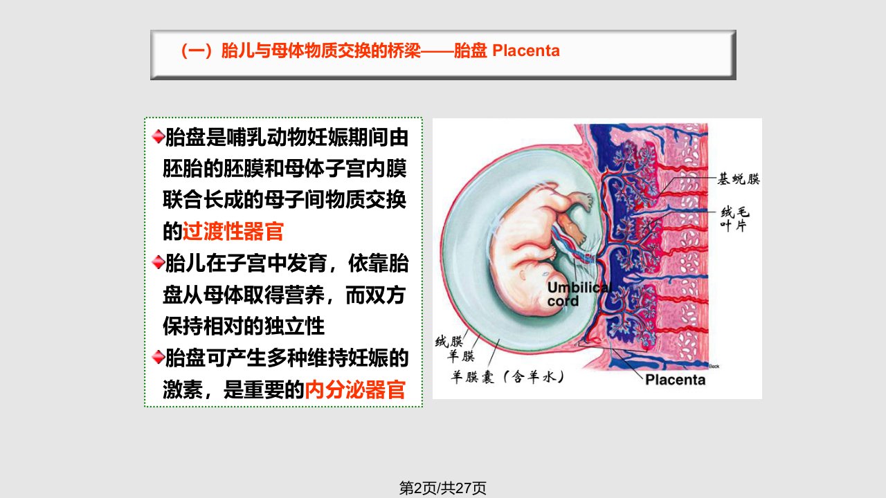 胎儿血液循环