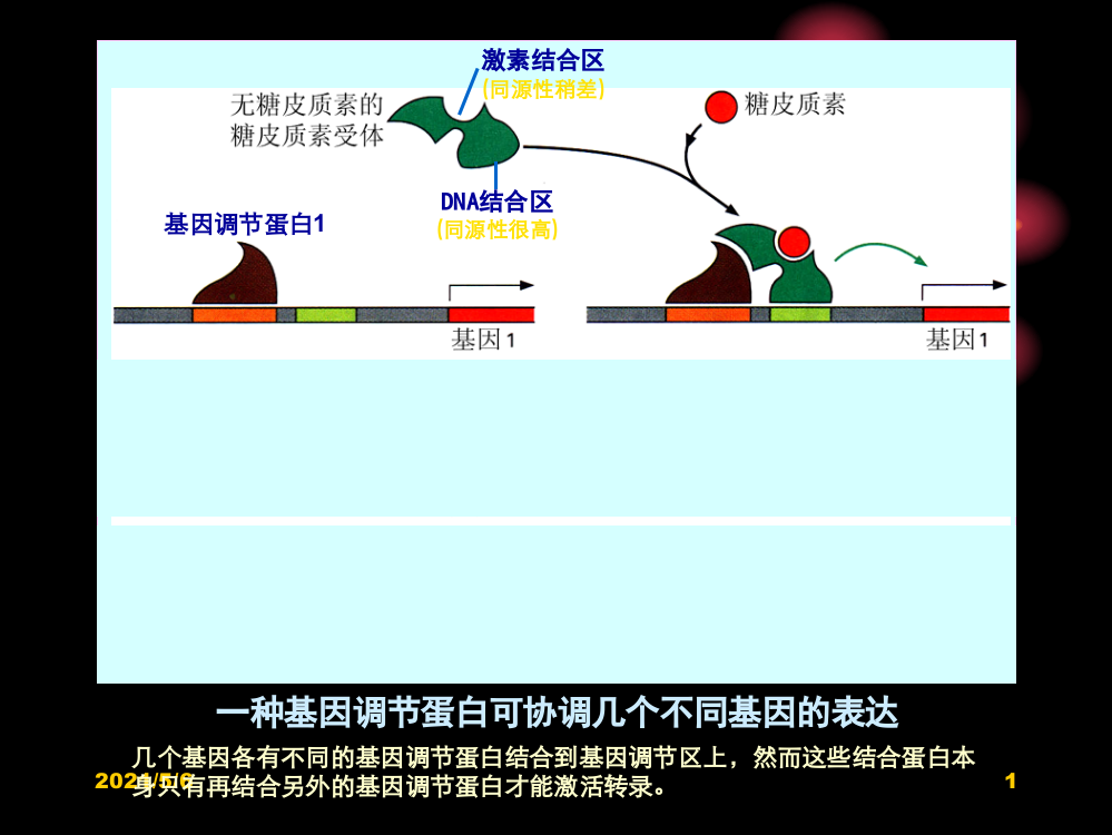 中国海洋大学细胞生物学课件15基因表达与蛋白质的生物合成02