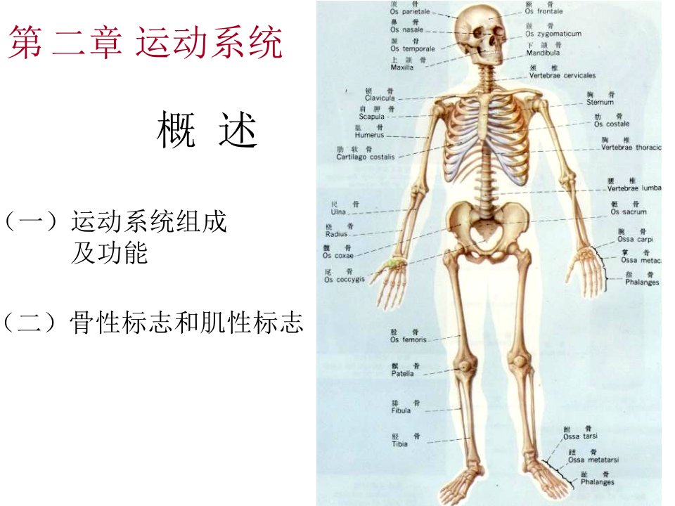 第二章运动系统11