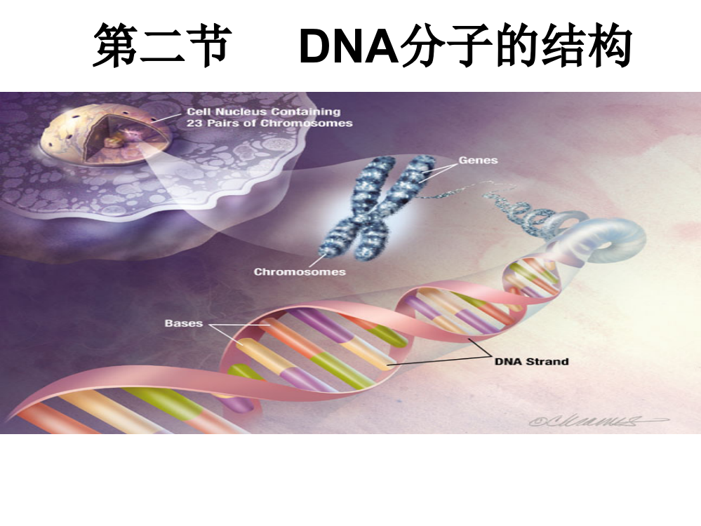 DNA分子的结构56865