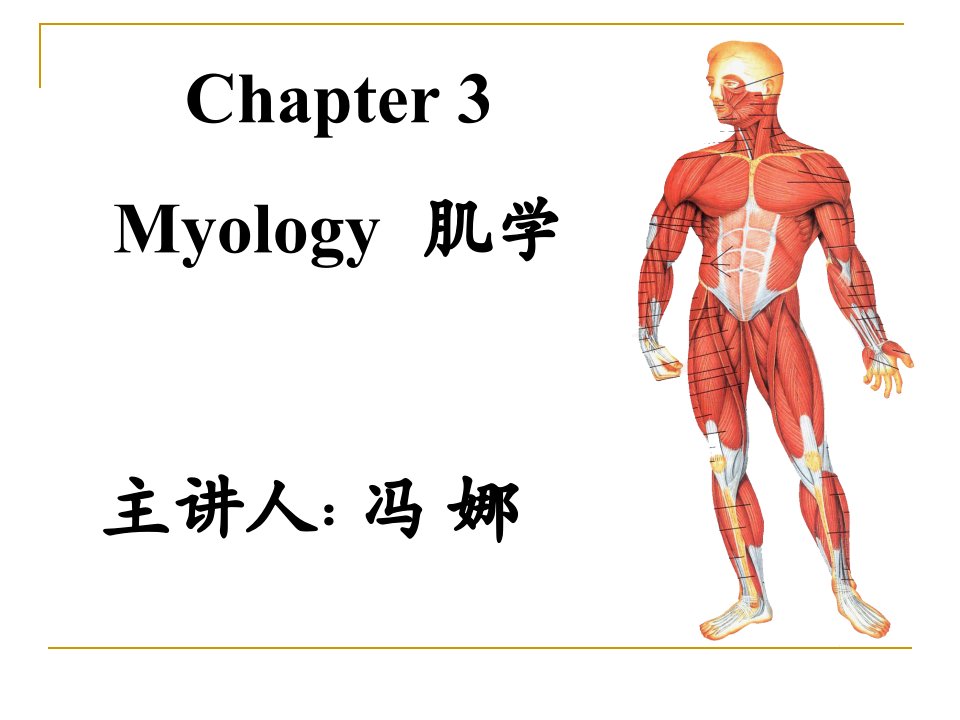 《系统解剖学》教学资料