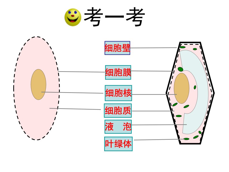 七年级生物上册第1单元第2章第1节细胞—细胞各部分的功能ppt课件(新版)冀教版