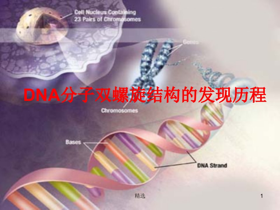 dna分子双螺旋结构的发现历程ppt课件