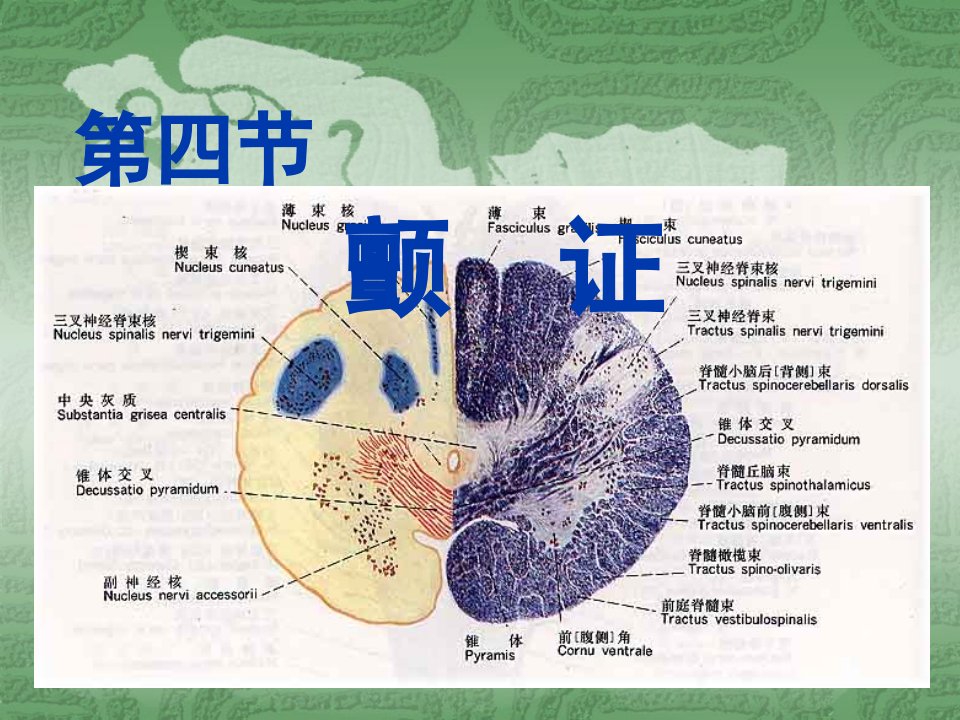 中医内科学--颤证